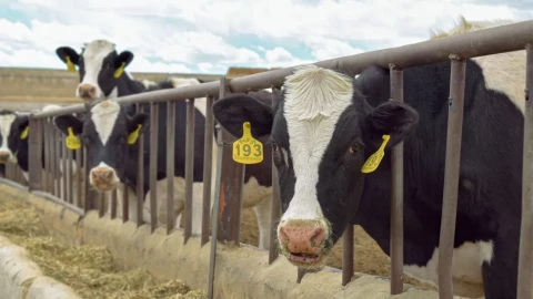 Reapertura frontera ganado México-EU no sucederá pronto