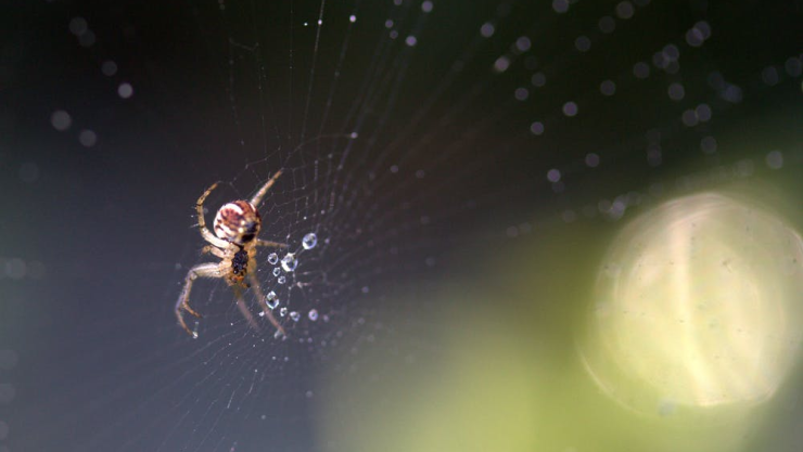araña.jpeg