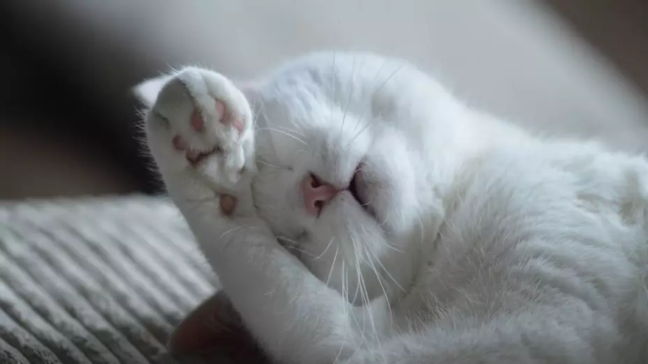 Gato.j