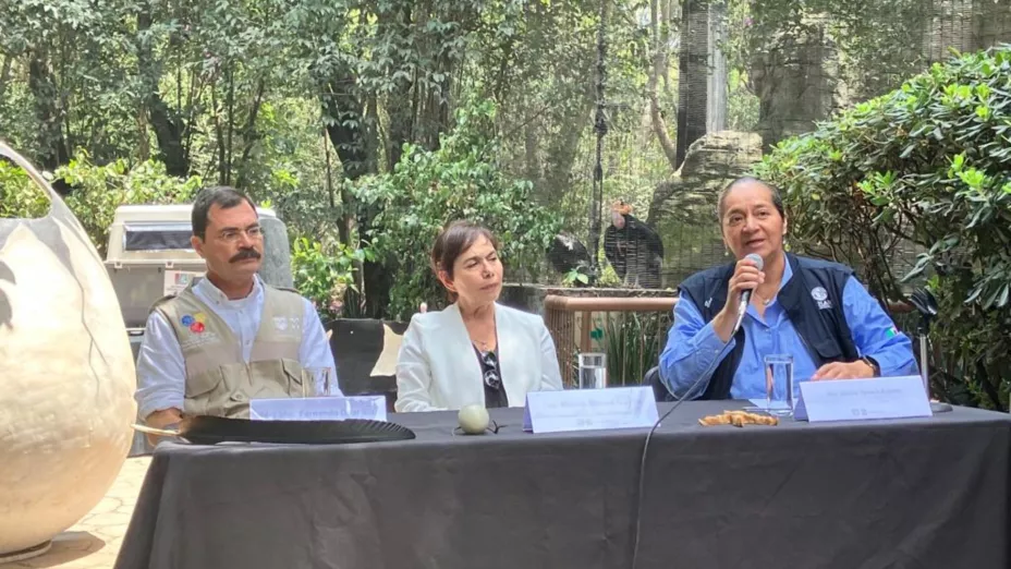 Exitosa recuperación del cóndor de California.jpg