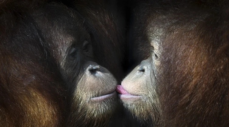 Día Internacional del Beso 5 tips de expertos para combatir el mal aliento.jpeg
