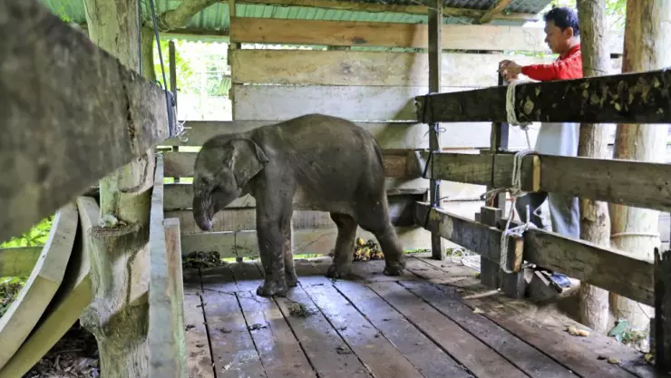 Elefante bebé pierde la mitad de su trompa tras caer en trampa en Indonesia