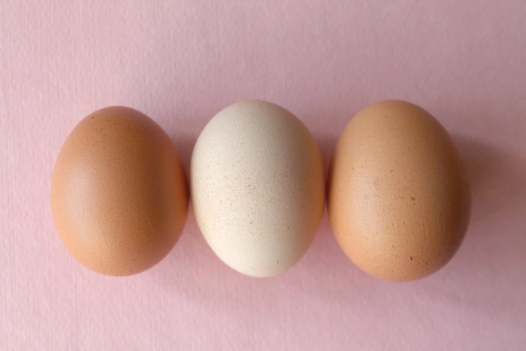 el huevo o la gallina respuestas