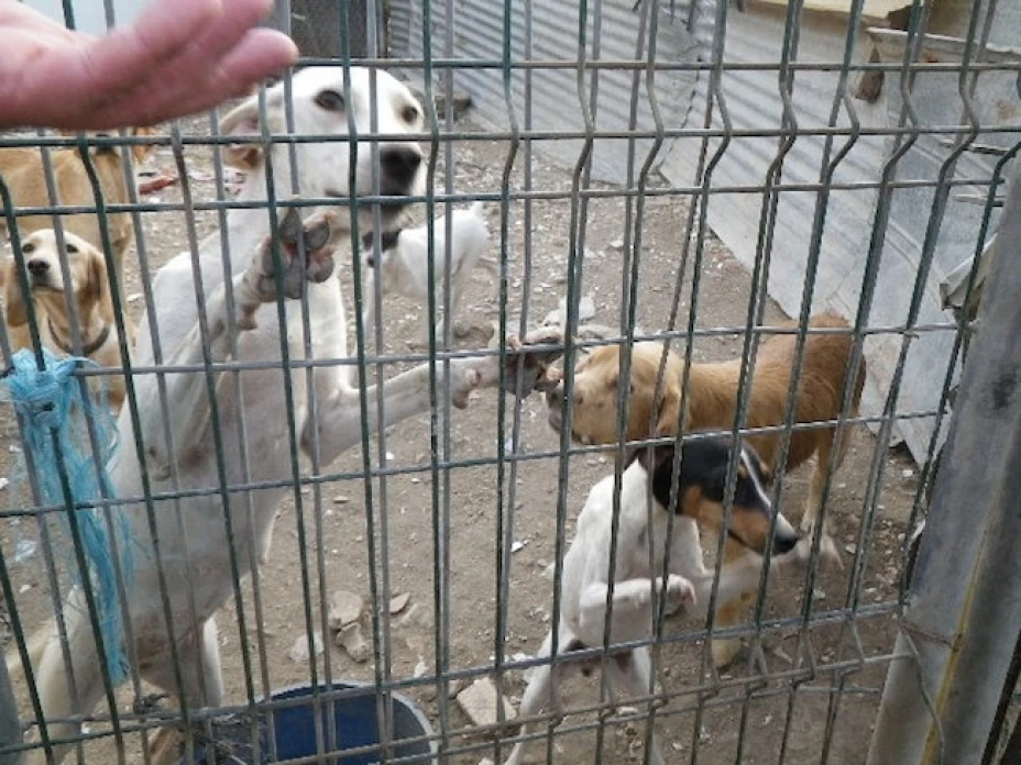 Mauricio Vila Dosal señaló que impulsarán pláticas en escuelas de educación básica, media superior y superior para crear conciencia sobre los animales.