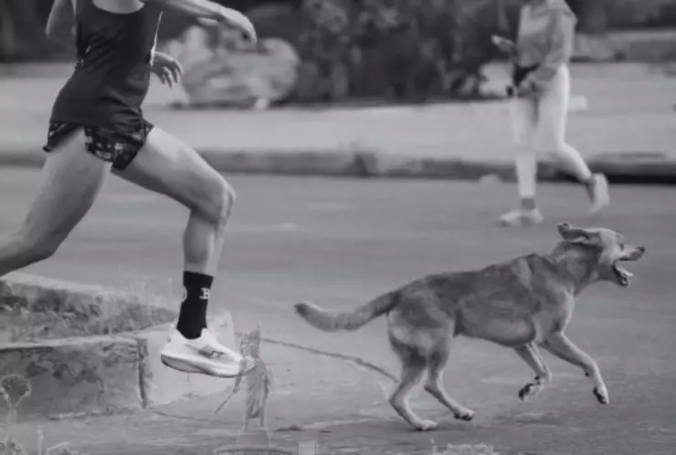 Necropsia a “Chicles”: Fiscalía investiga muerte del perro maratonista en Tijuana