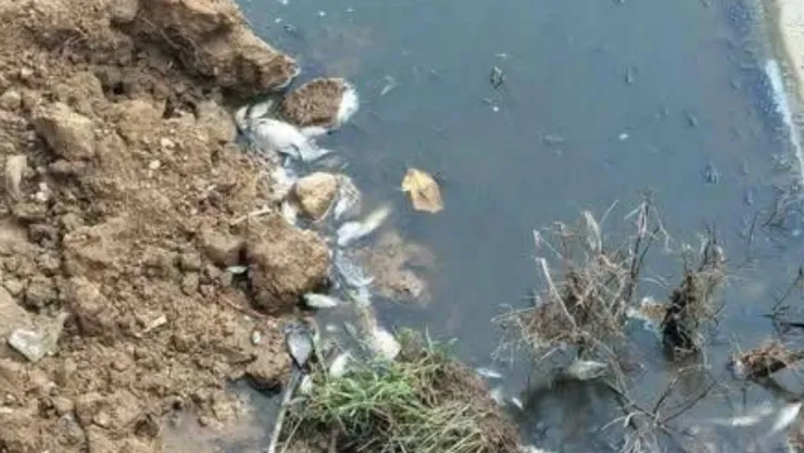 crisis ambiental en el sur de Veracruz