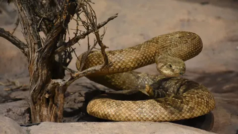 ¿Por qué ha incrementado la presencia de víboras en Aguascalientes durante julio 2025