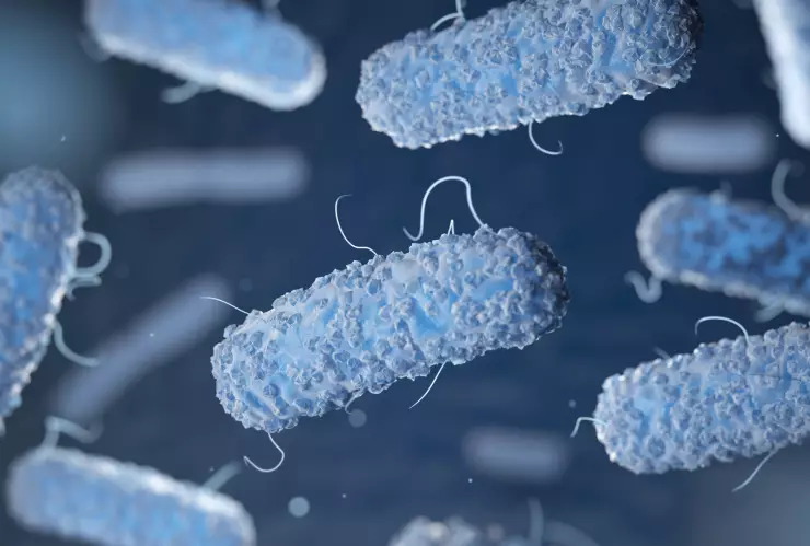 Klebsiella Oxytoca