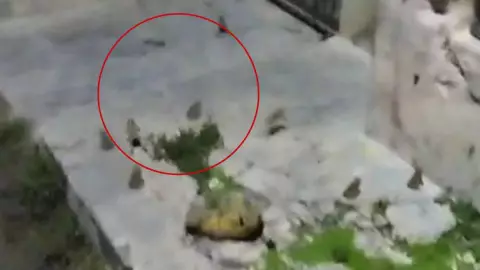 VIDEO_ Captan a cientos de SAPOS invadiendo las calles de este municipio de Yucatán