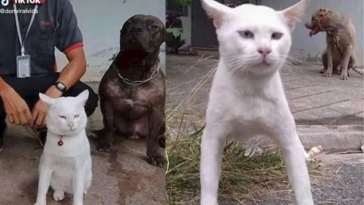 Gato que cree perro y ladra en TikTok
