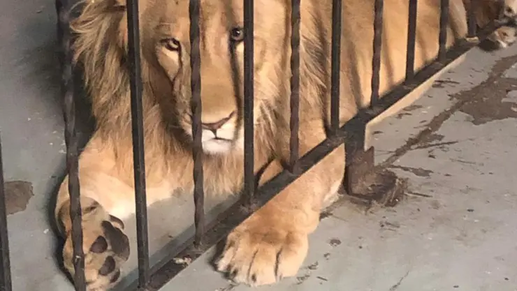 LEON-AFRICANO-MEXICALI.jpg