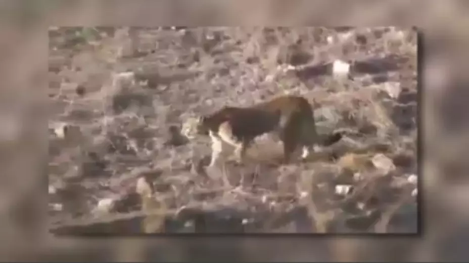 graban a puma.jpg