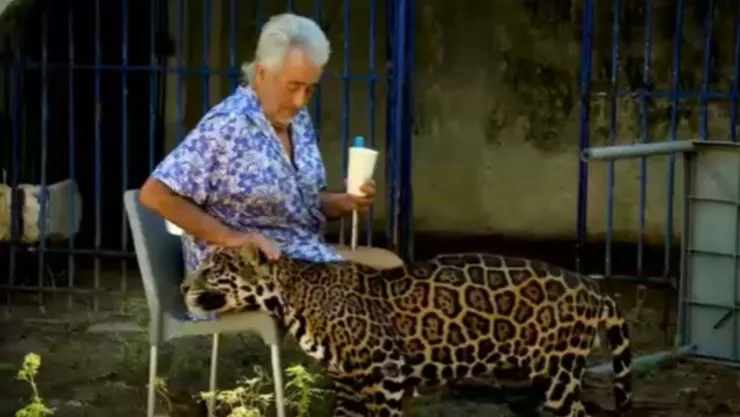 Pepe Tigre Cancún: Quién es José Juárez Gil, el hombre que cuida un jaguar en la zona hotelera