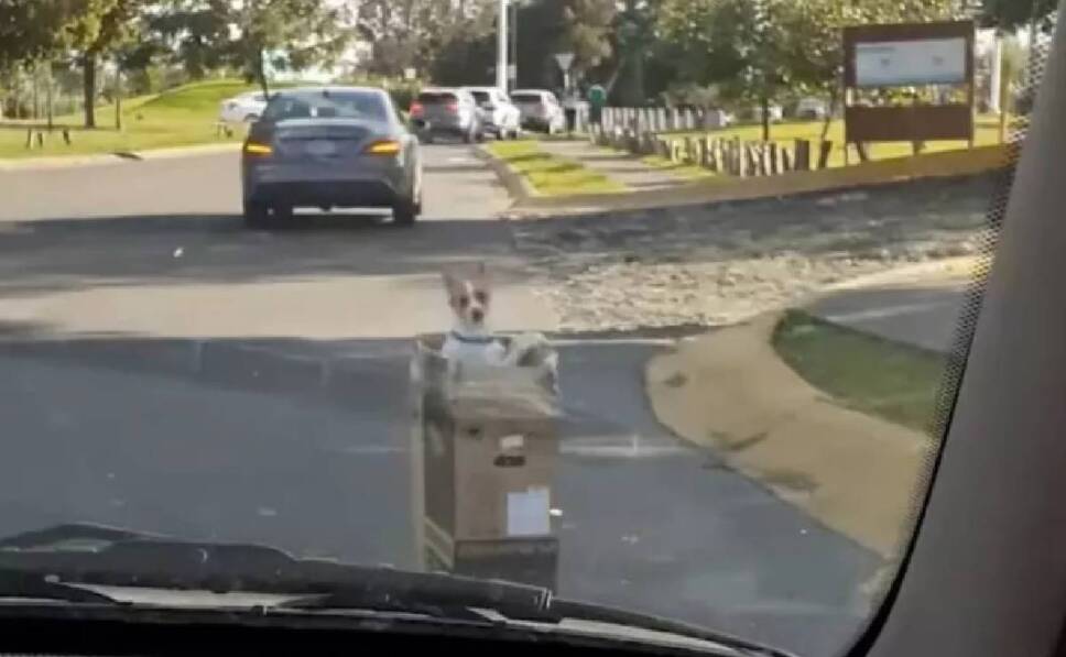 Hombre abandona perrito desde un auto de lujo