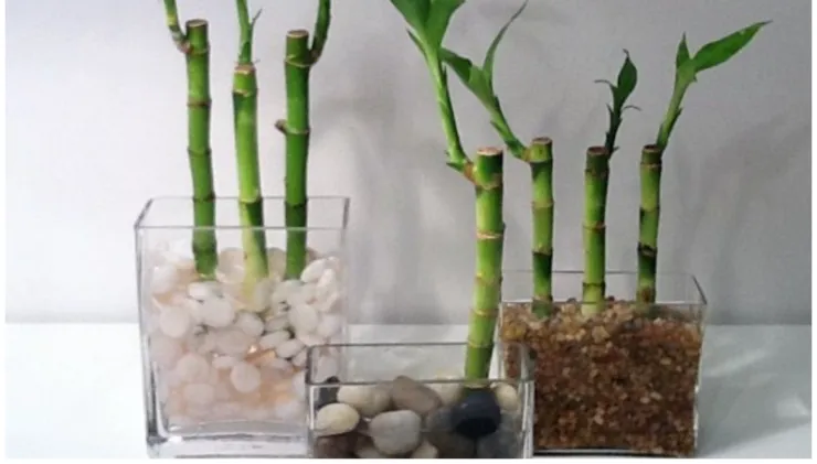 planta bambu agua piedras
