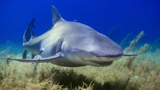 Tiburón le quita la vida a joven y deja gravemente herido a otro en un ataque muy raro