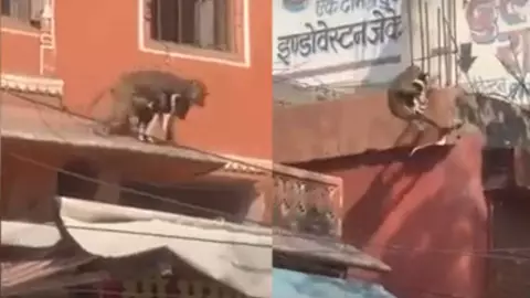 VIDEO Chango secuestró a un perro para criarlo