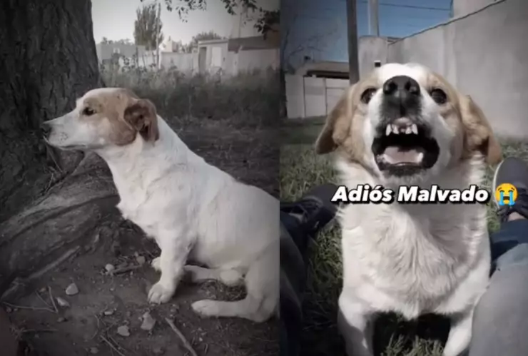 Murió el perrito _Malvado_, lomito que odiaba el tema _Mi bebito, fiu, fiu