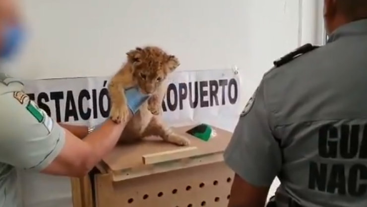 cachorro-leon-africano.png