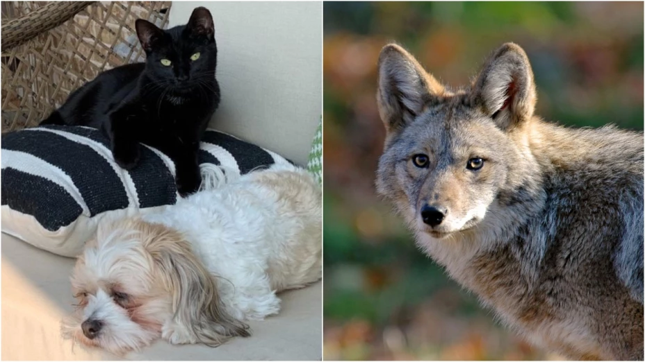 VIDEO_ ¡Heroína! Gata se enfrenta a los coyotes que atacan a la perra de la familia