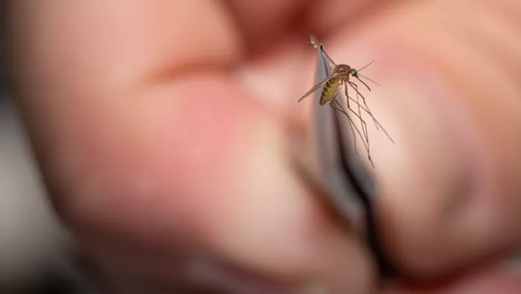 mosquito Aedes vittatus
