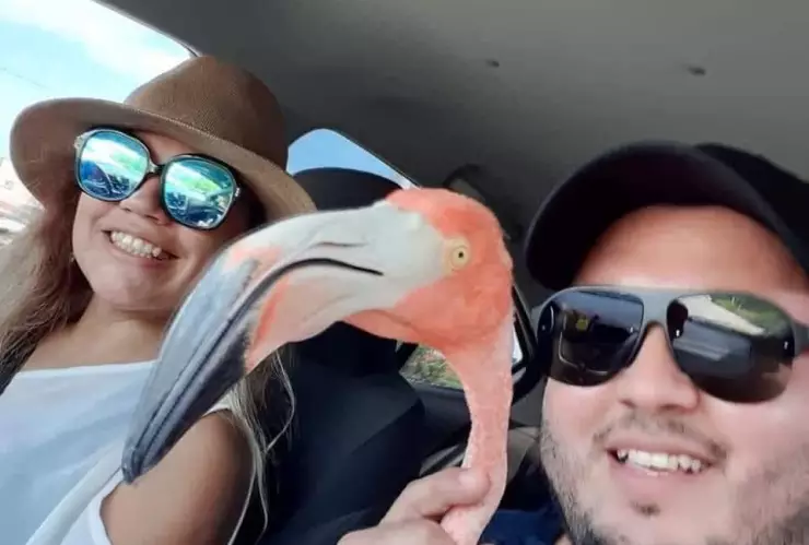 Avistamiento de Flamingos en la carretea Mérida Yucatán