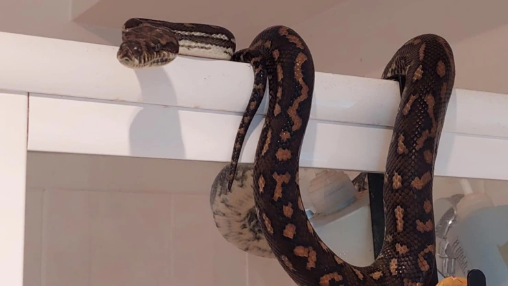 Encuentran enorme serpiente en un baño en Australia