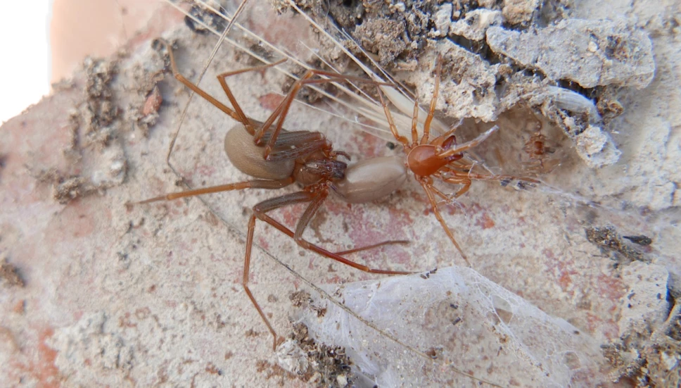 ¿Es más probable ver a una araña violinista o viuda negra? Aquí es donde viven