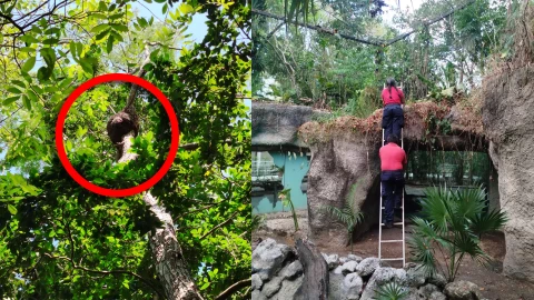 Cierran Zoológico de Payo Obispo en Chetumal por panales de abejas africanas.jpg