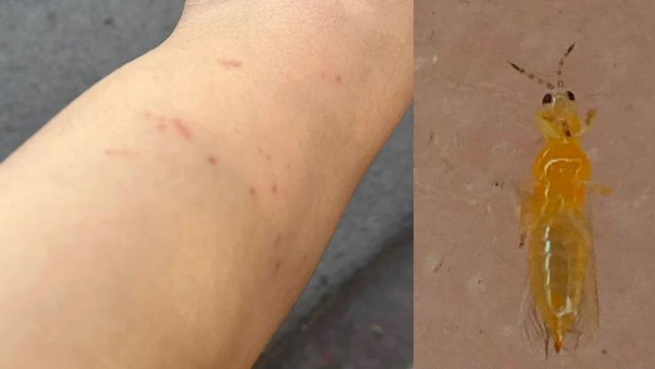 ALERTA en Monterrey por plaga de mosquitos jejenes