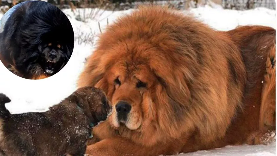 El perro más caro del mundo Mn mastín tibetano se vende por un millón de dólares en China