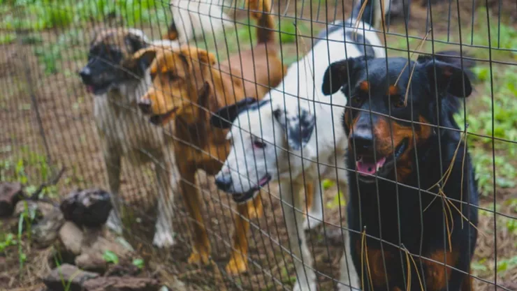 Perros atacan a mujer
