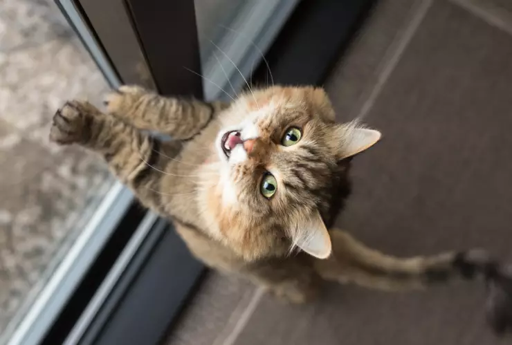 mejor forma llamar gato