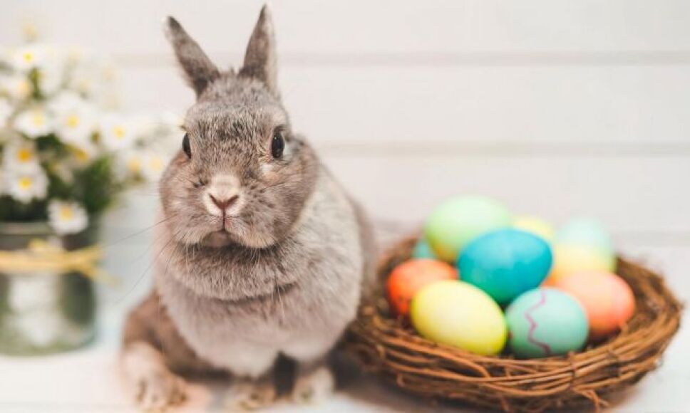 Mito del conejo de pascua - historia