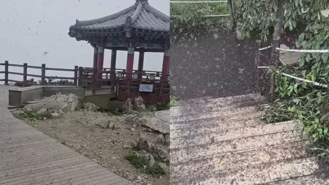 VIDEO Plaga de mosquitos invade Corea del Sur durante el verano; ¿qué son las chinches del amor