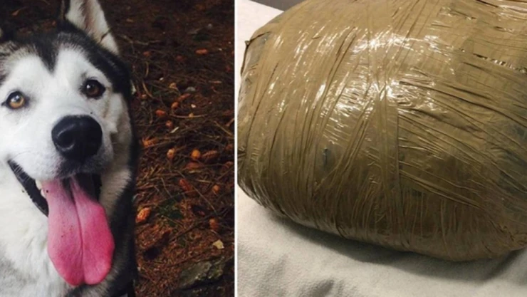 Lleva a su perrita a la guardería y se la entregan muerta como paquete