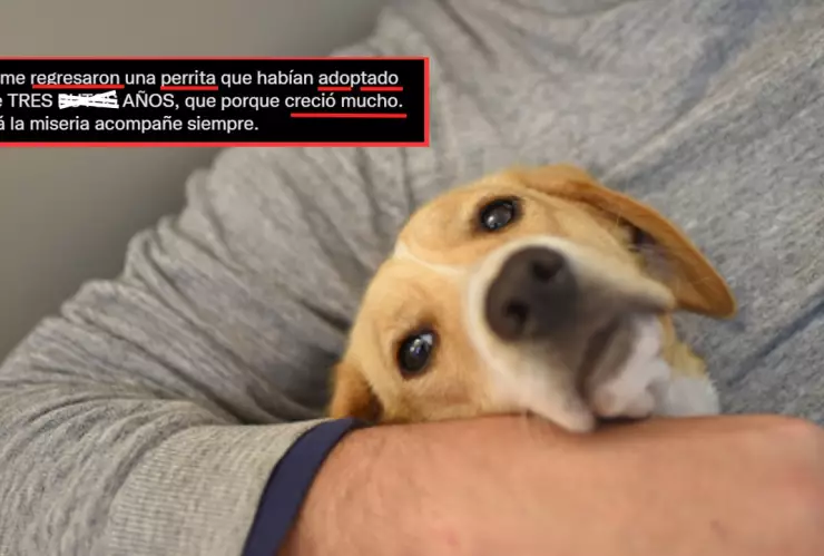 Perrita adoptada es regresada