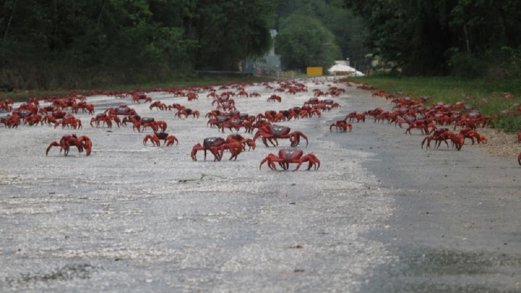 cangrejos Australia isla Navidad .jpg