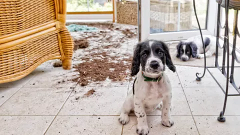 ¿Tu perro puede sentir vergüenza? Esto dicen los expertos