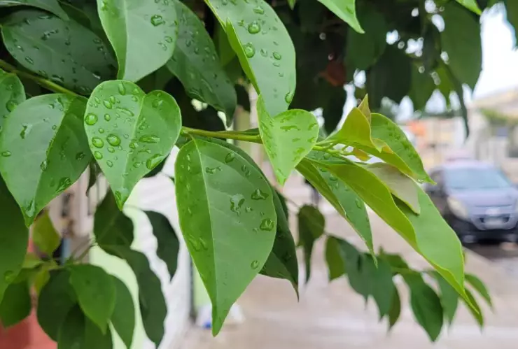 Esta es la HORA exacta en que caerán las lluvias hoy en Yucatán lunes 13 de enero de 2025