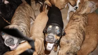 Mujer protege cerca de 100 perros callejeros del huracán ´Dorian´