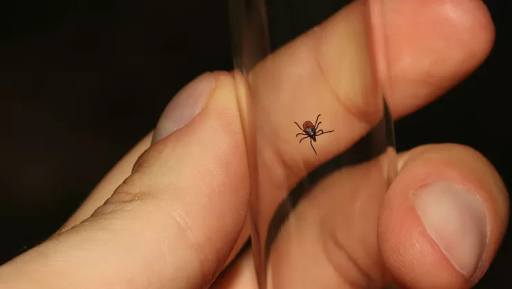 Cómo eliminar a las garrapatas