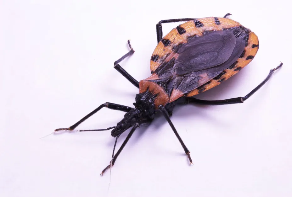 Chinche enfermedad Chagas David Schneider.jpg