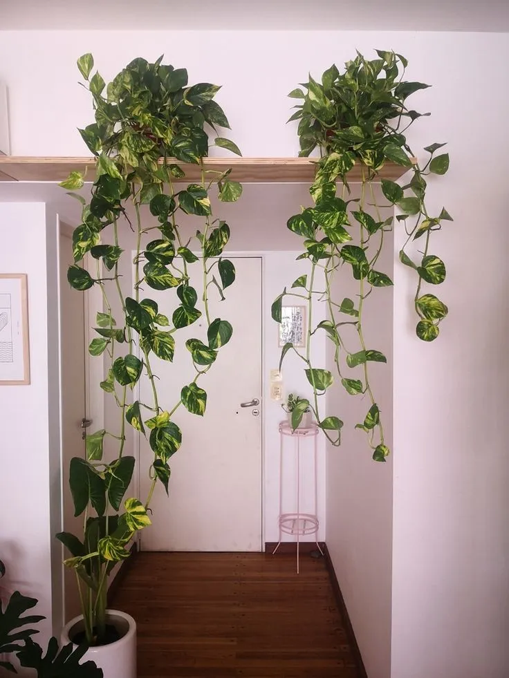 5 plantas que hacen que tu casa se vea minimalista y de lujo