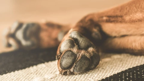 asesinan a perrita nala en tijuana