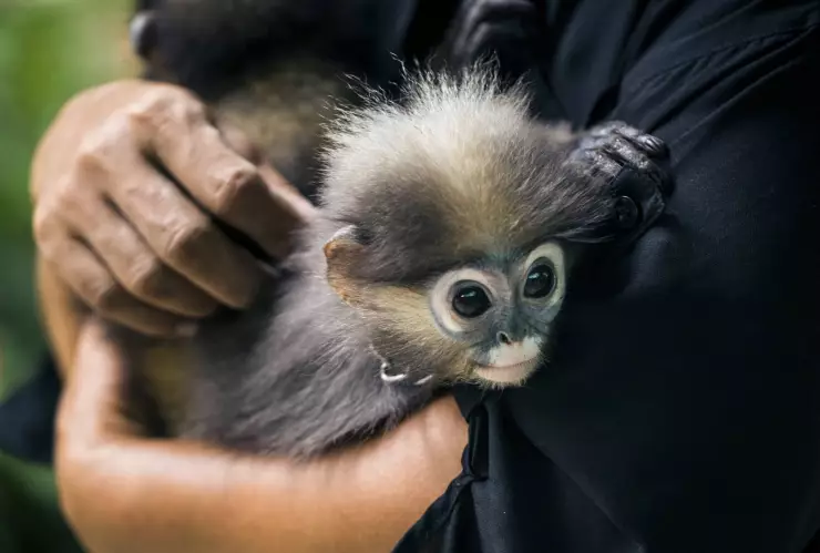 intercambiar a una niña por un mono exótico