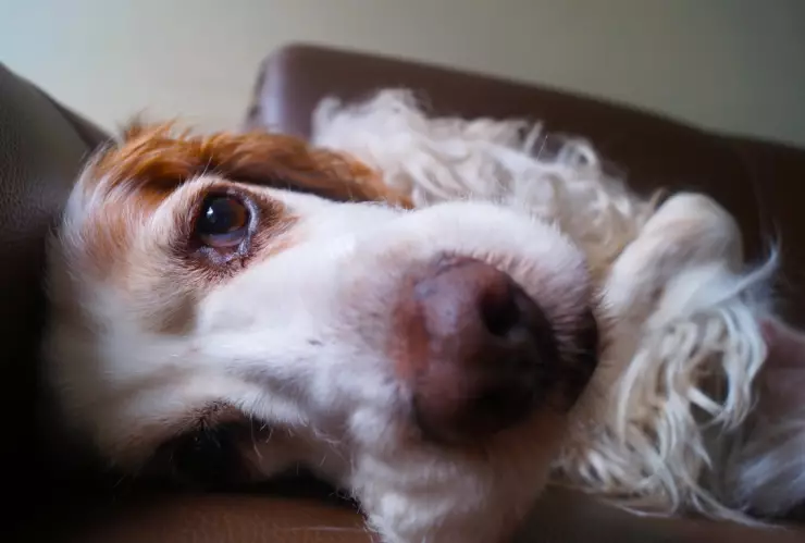 perrito lenguaje de señas tiktok.jpg