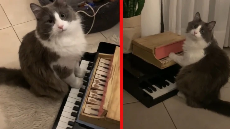 Gato pianista.-