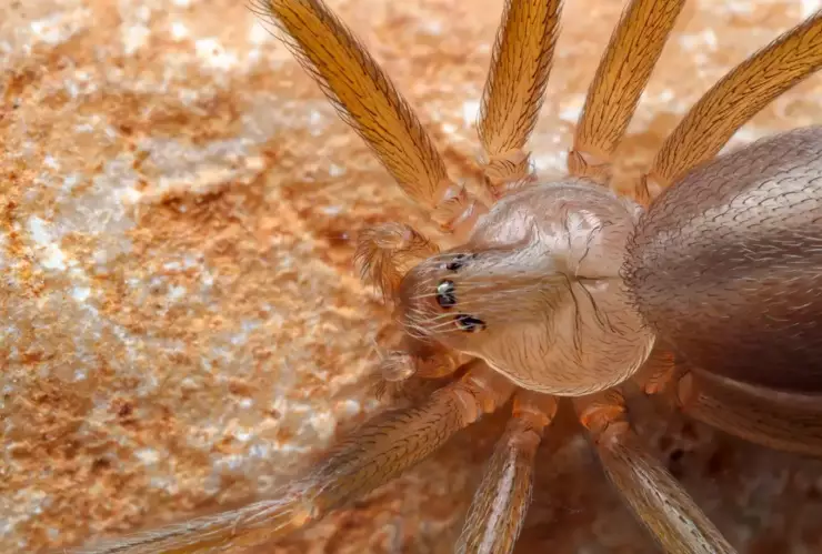 Antídoto para picadura de araña violinista en Yucatán y México podría costar hasta 30 MIL PESOS; ¿dónde comprarlo?