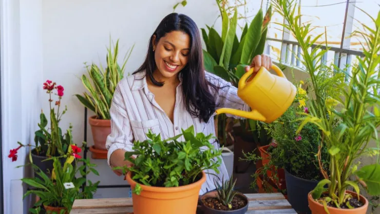 Cómo debes regar tus plantas durante las vacaciones para evitar que se marchiten